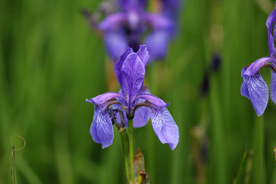 Ирис Касатик