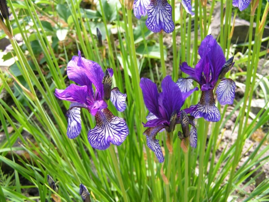 Ирис Сибирский Iris sibirica