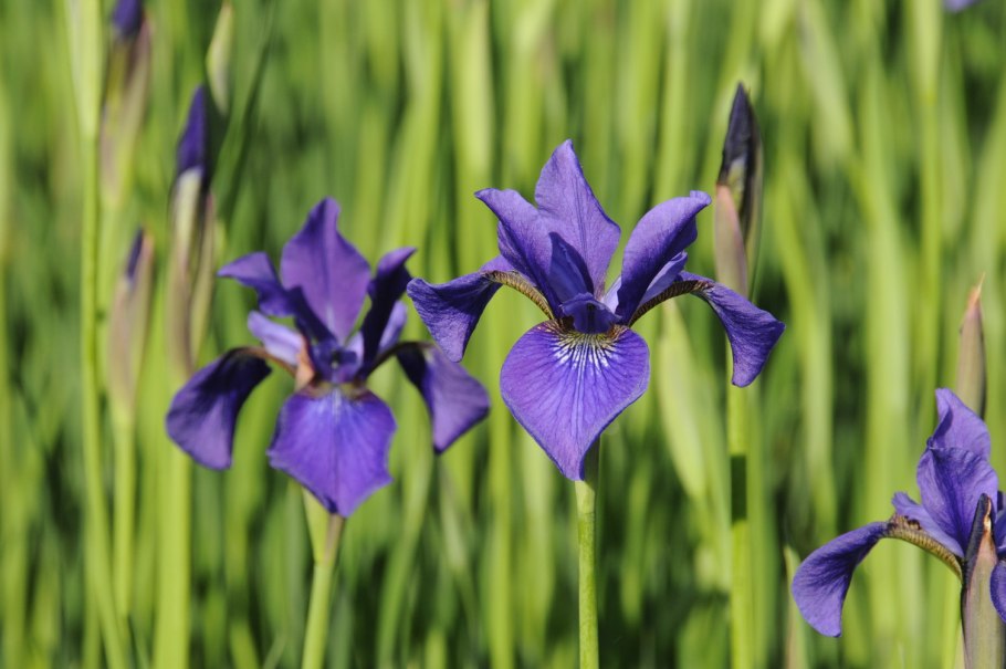 Ирис Сибирский Iris sibirica