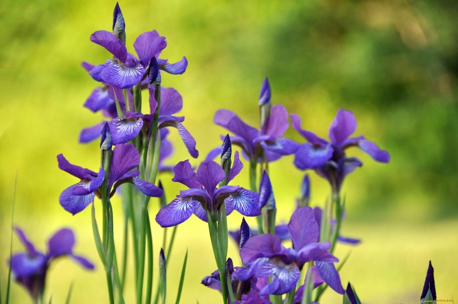 Ирис Сибирский Iris sibirica