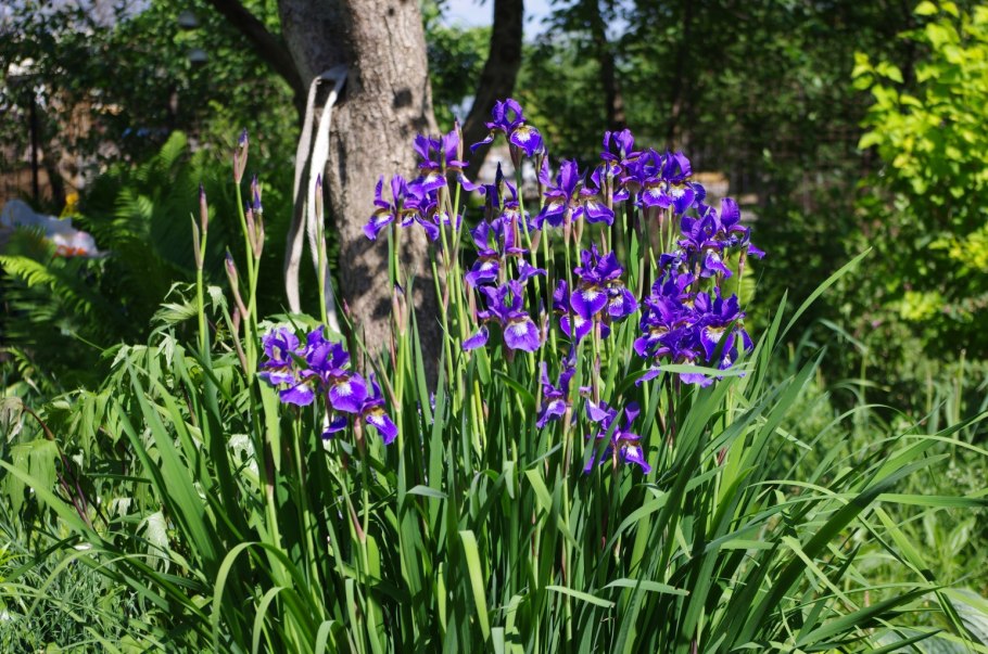 Сибирский ирис касатик голубой