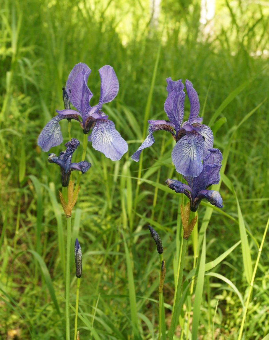 Дикий ирис касатик