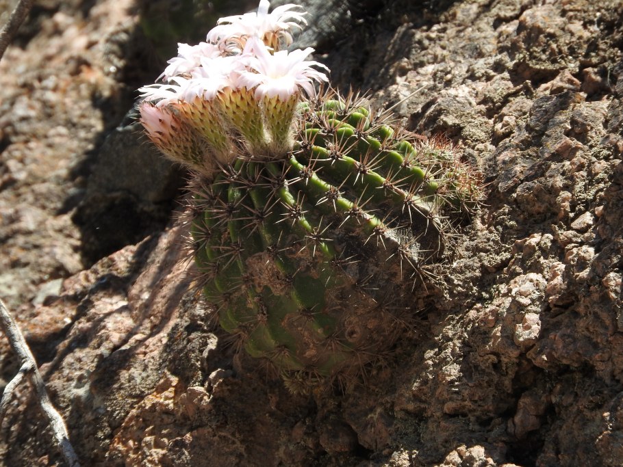 Acanthocalycium spiniflorum VG 1087