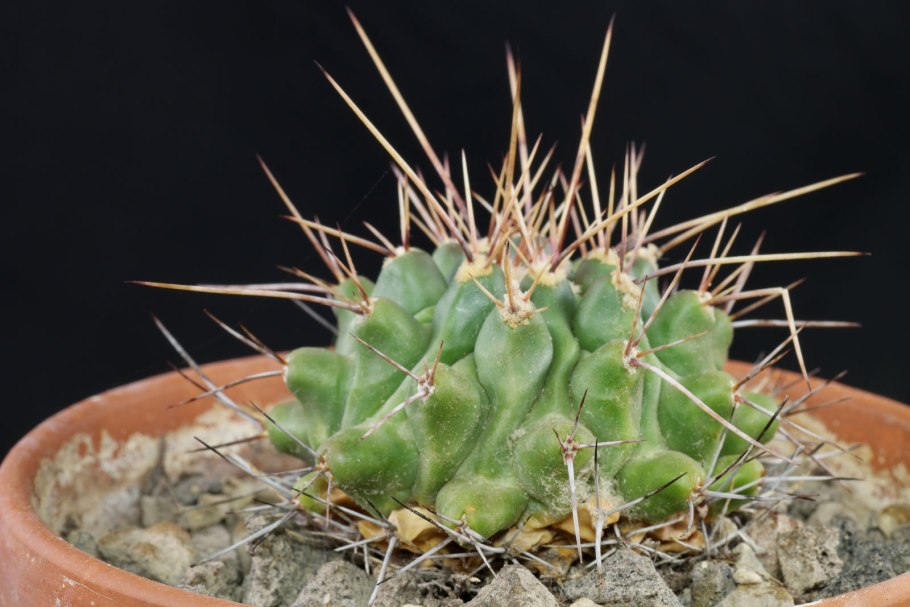 Acanthocalycium spiniflorum VG 1087