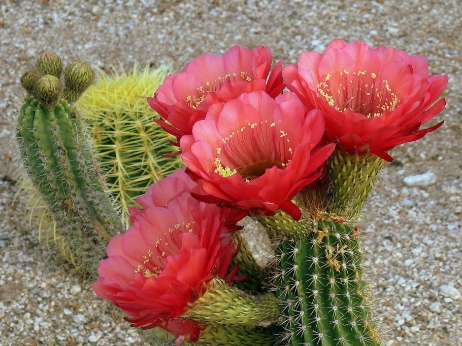 Mammillaria backebergiana Кактус