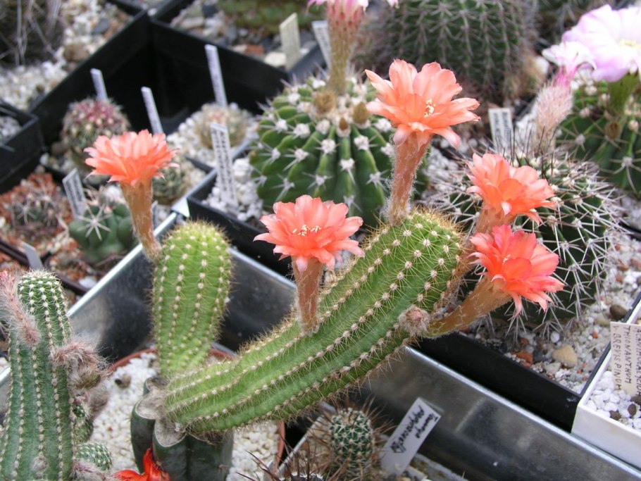 Acanthocalycium violaceum
