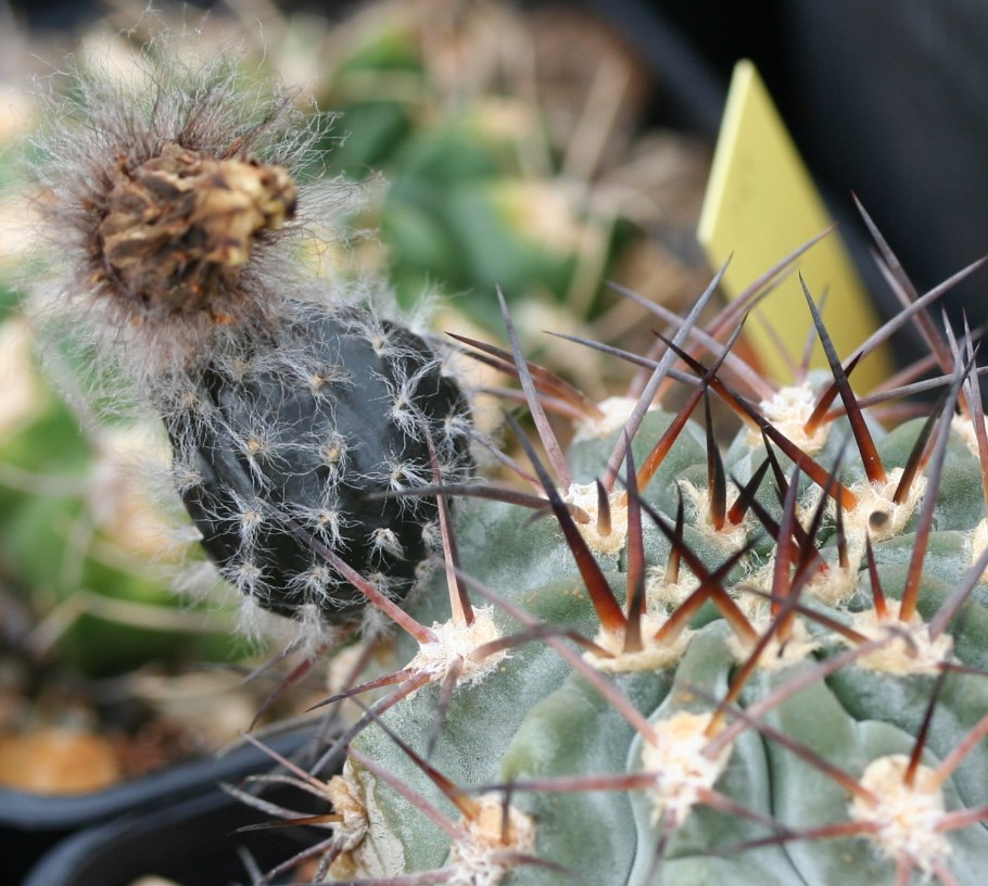 Acanthocalycium peitscherianum