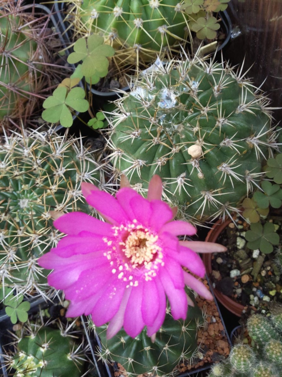 Acanthocalycium glaucum