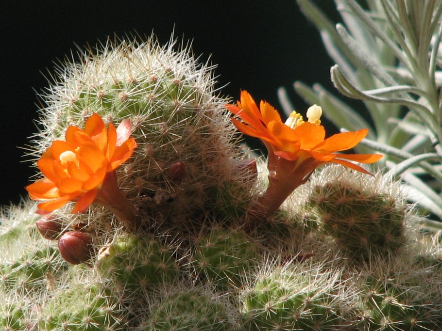 Кактус Acanthocalycium glaucum
