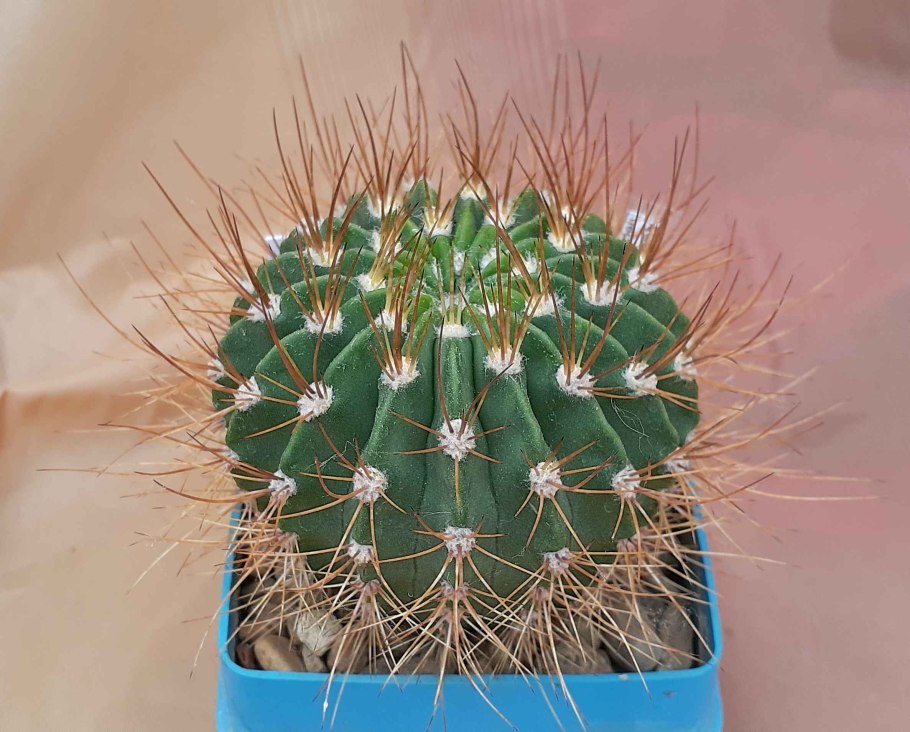 Acanthocalycium glaucum