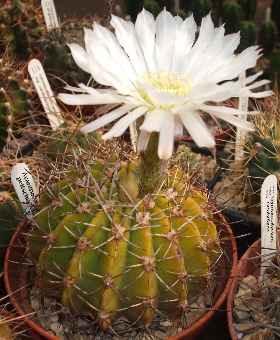 Acanthocalycium thionanthum v. chionanthum VG 579