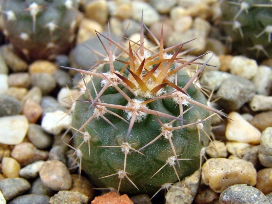 Acanthocalycium peitscherianum