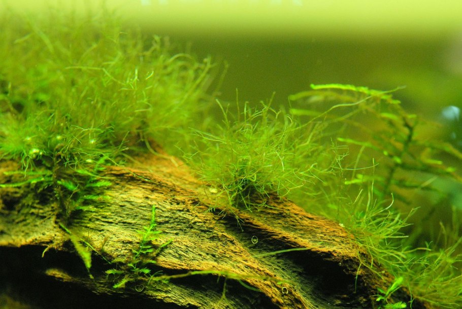 Эхинодорус Озирис