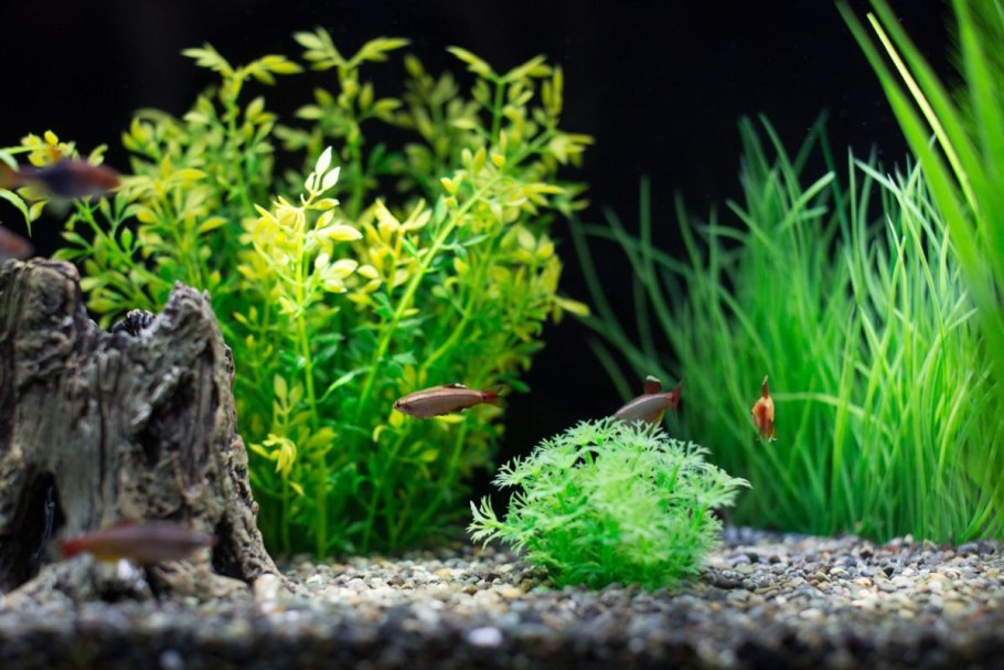 Aquascape пруды