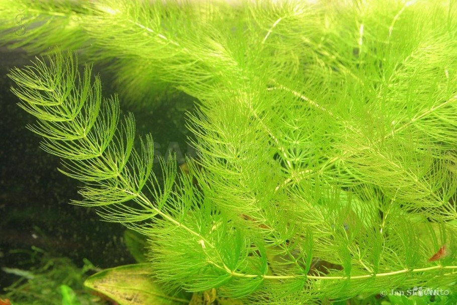 Искусственные аквариумные растения на АЛИЭКСПРЕСС