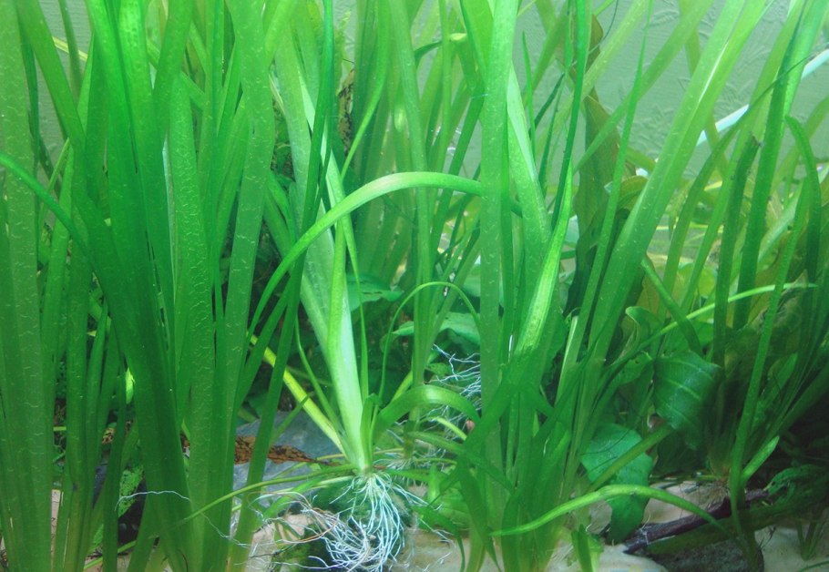 Эхинодорус Ашерсона