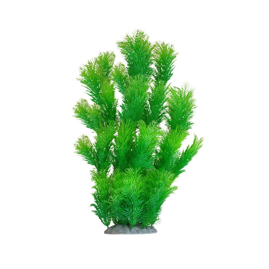 Водоросли для аквариума лимонелла