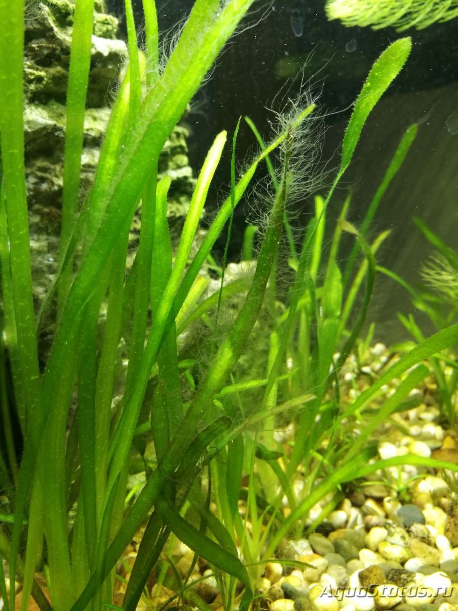 Растение Валлиснерия спиральная