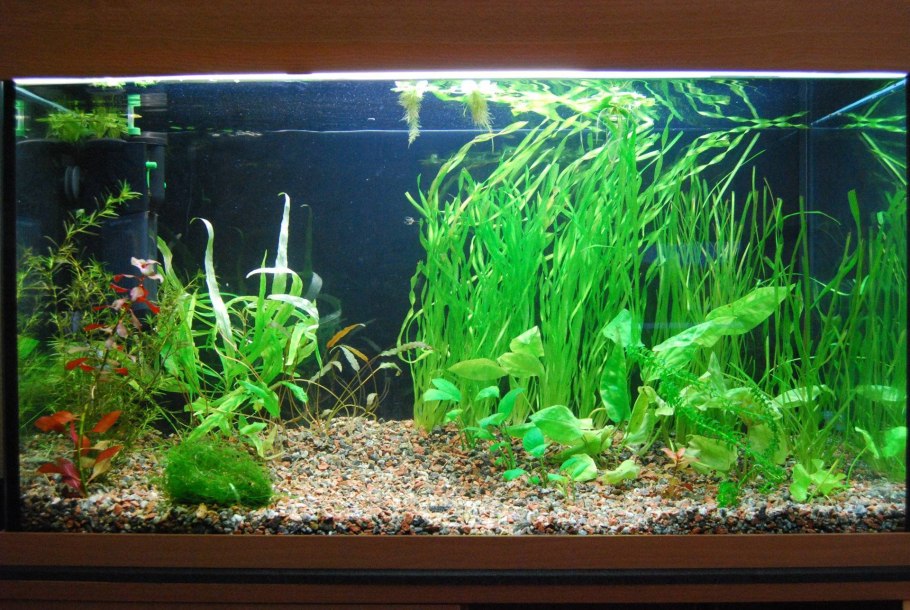 Кладофора нитчатая