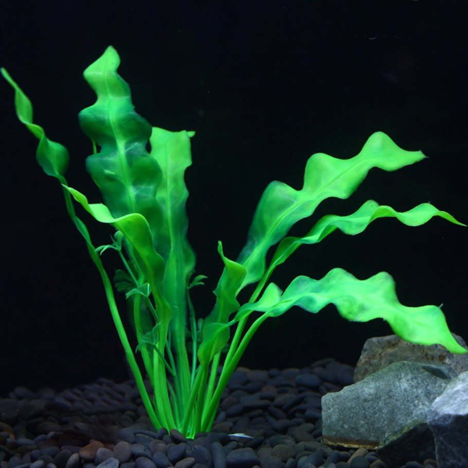 Растение аквариумное