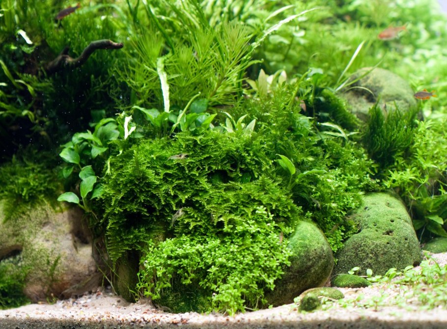 Валлиснерия крученолистная