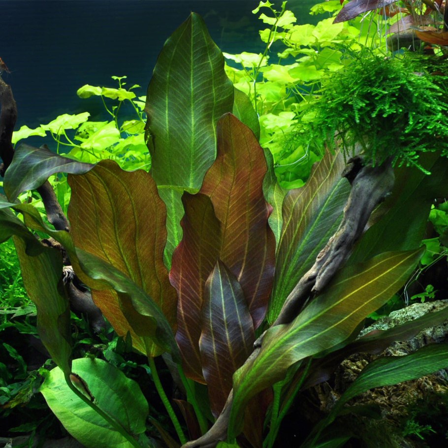 Валлиснерия Серпанта