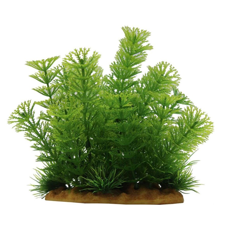 Яванский мох Кристмас