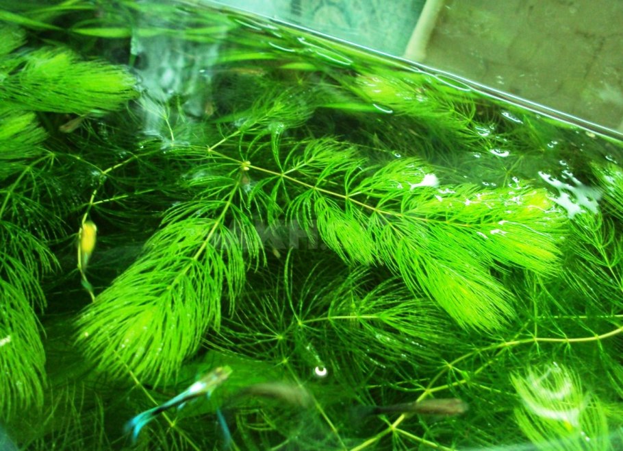 Роголистник аквариумное