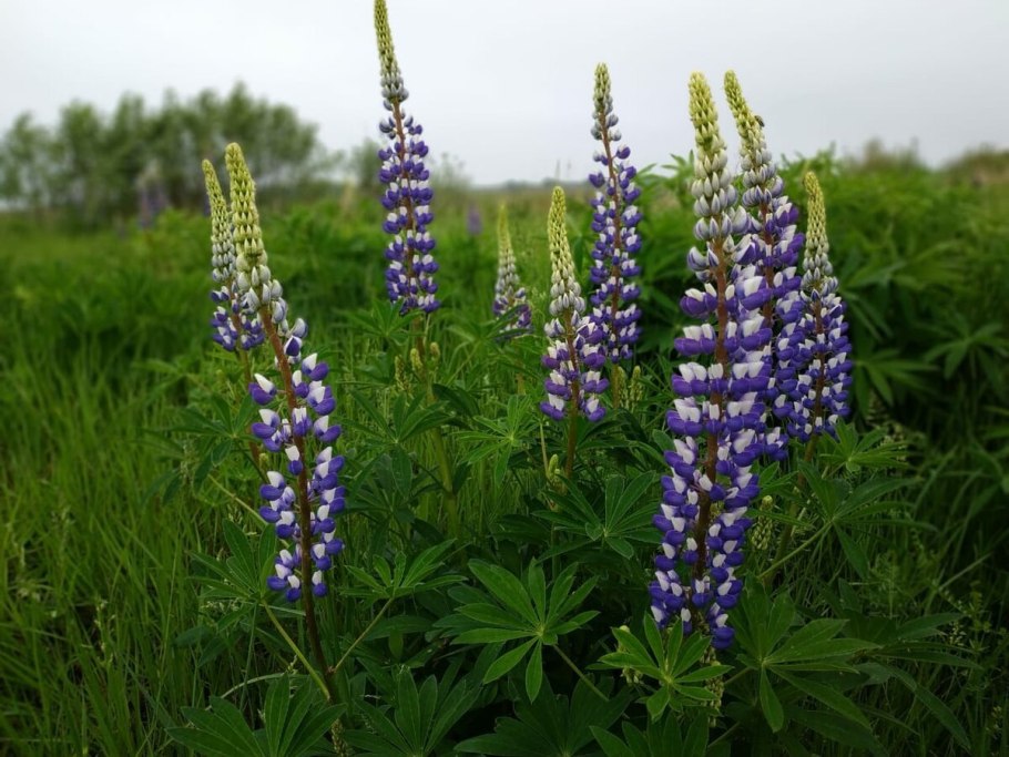 Люпин Noble Maiden