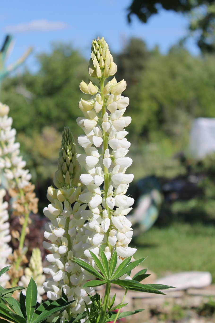 Люпин Агрессор