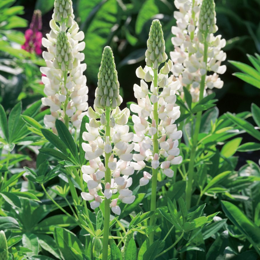 Люпин Ноблемейден