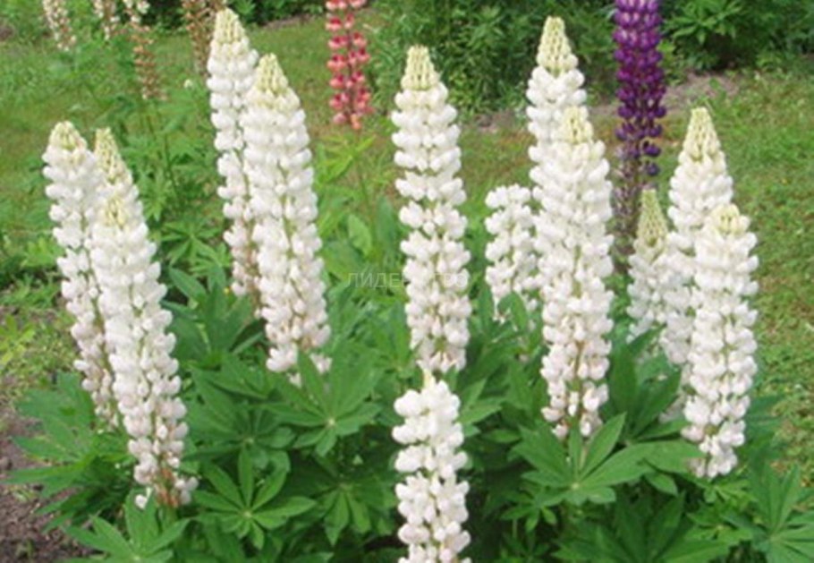 Люпин Ноблемейден