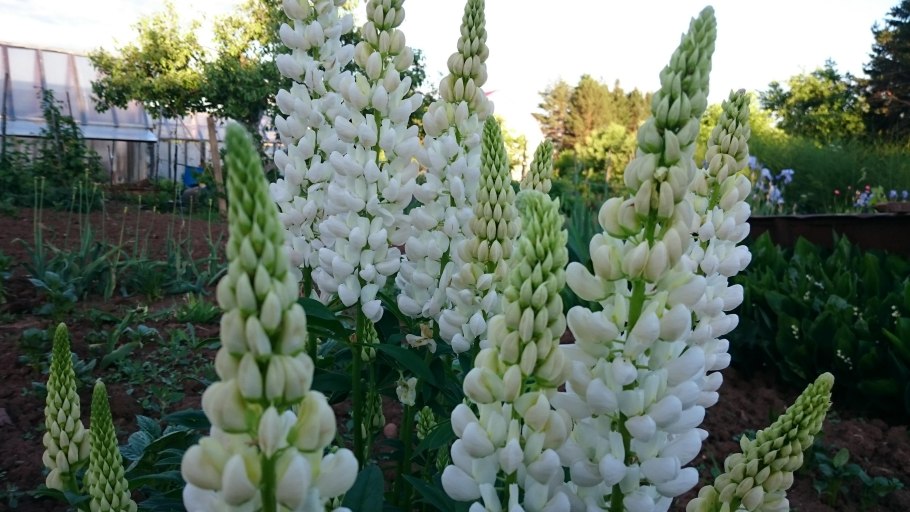 Безалкалоидный Люпин