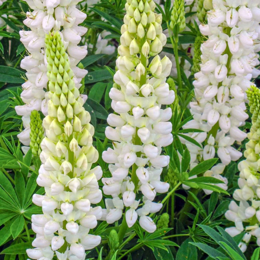 Люпин Ноблемейден