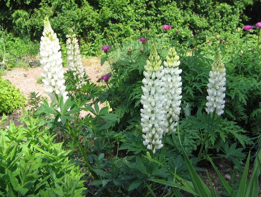 Люпин Ноублмейден