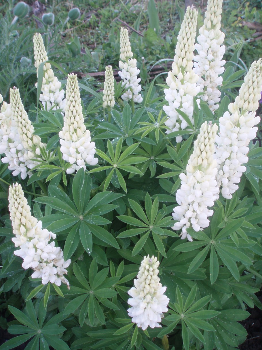 Люпин многолетний Аристократ