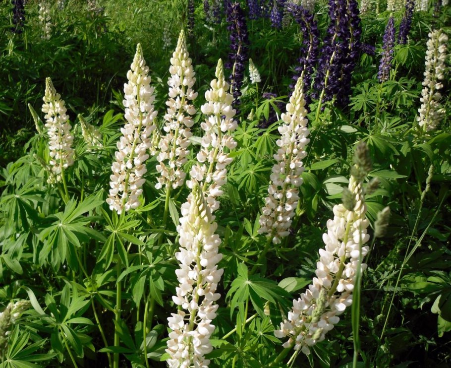 Люпин Полар принцесс