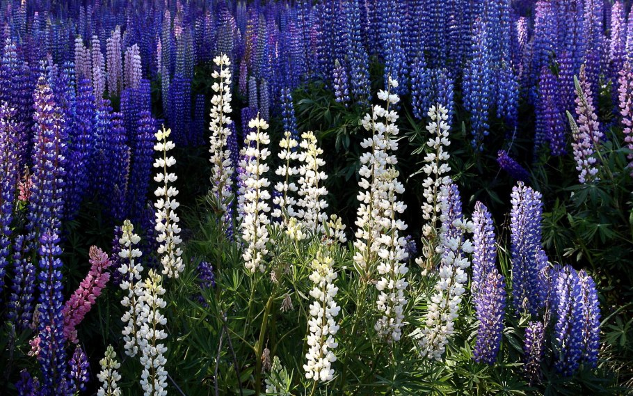 Люпин принцесса Юлиана