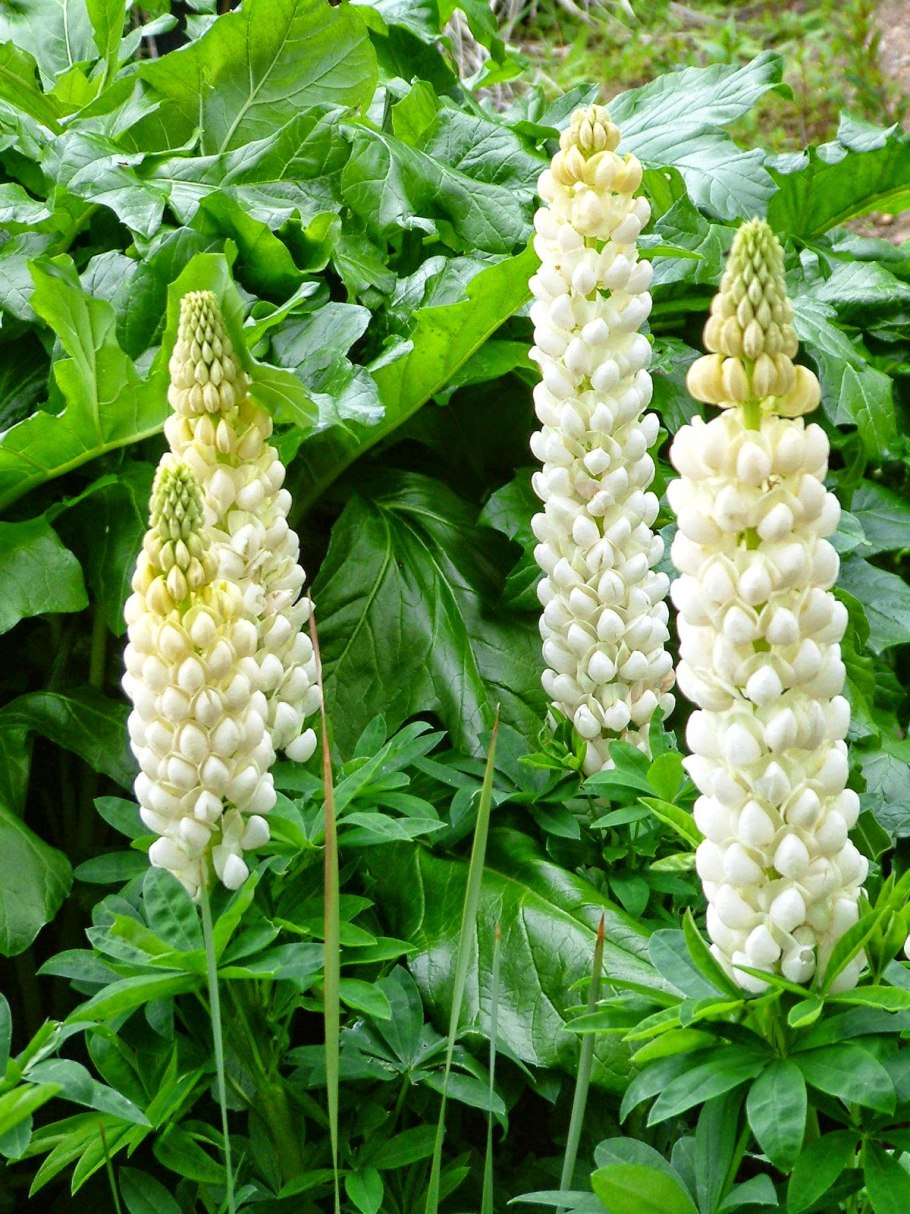 Люпин ноблемейден