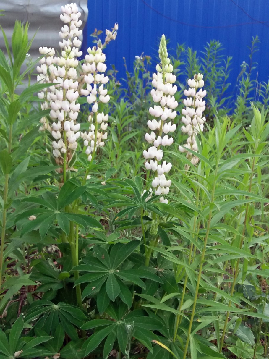 Люпин белый дега