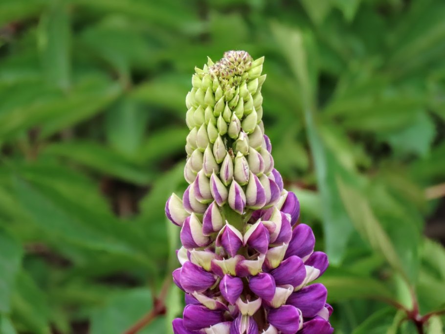 Люпин эрмитаж многолетник