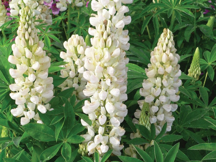 Люпин многолистный lupinus polyphyllus