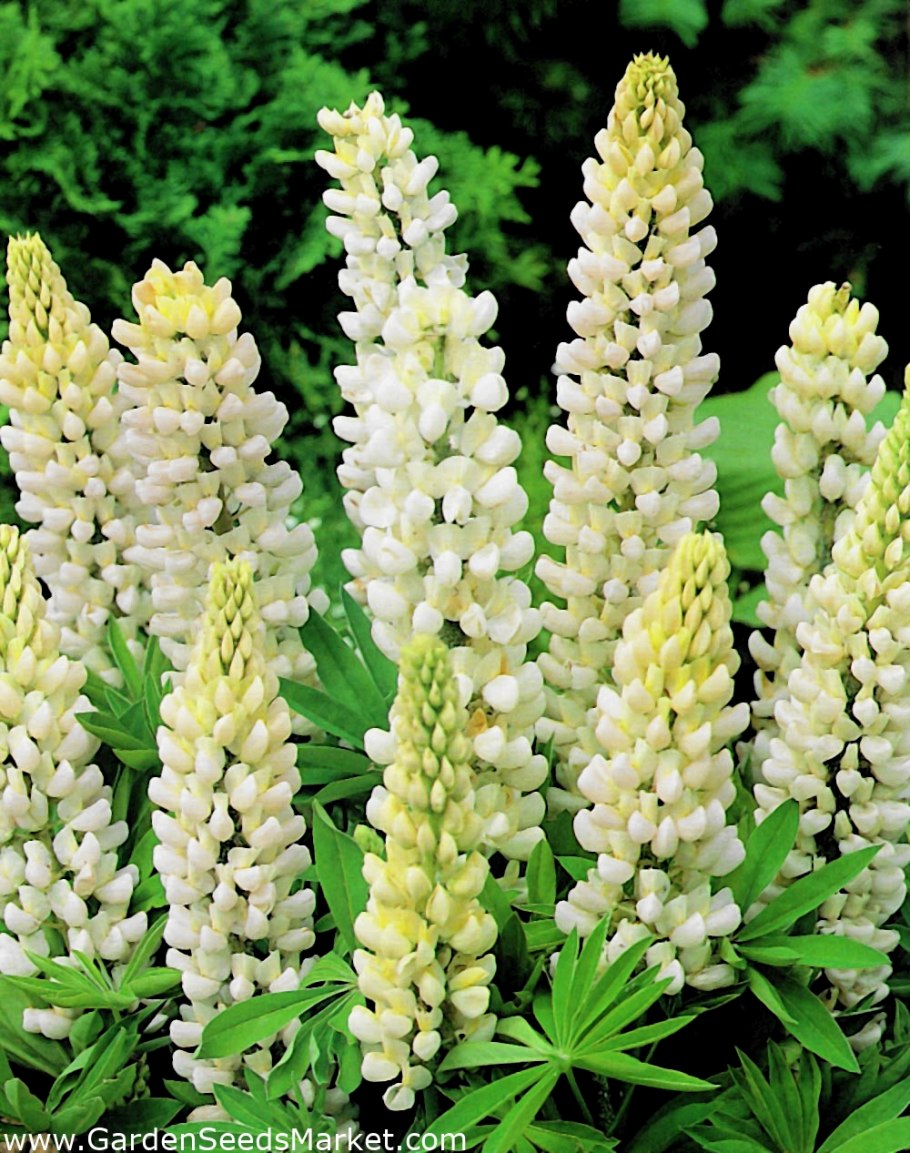 Люпин белый аист