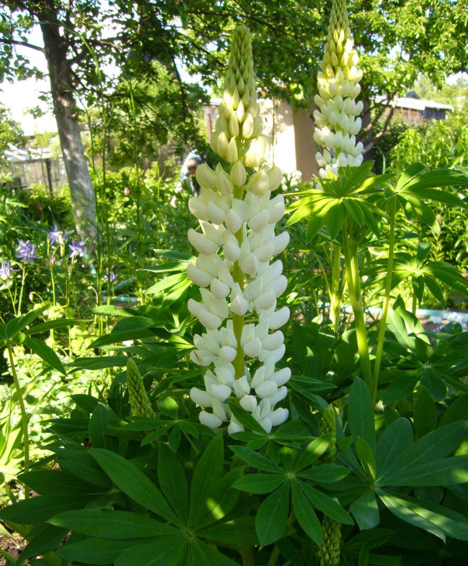 Люпин Шанделер