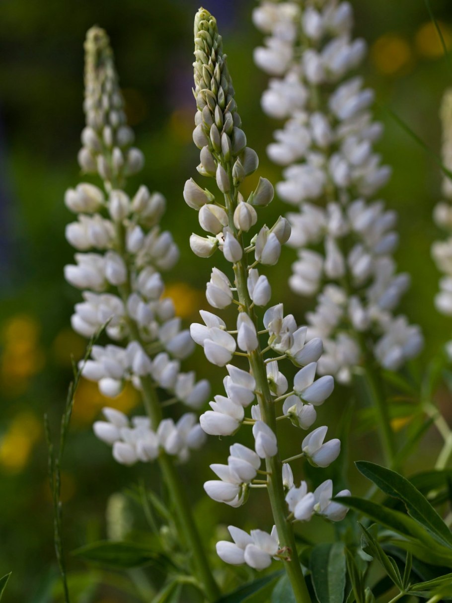 Люпин Ноублмейден