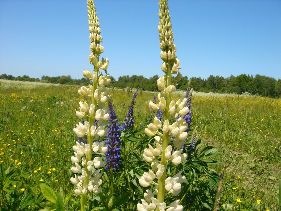 Люпин сорт Дега