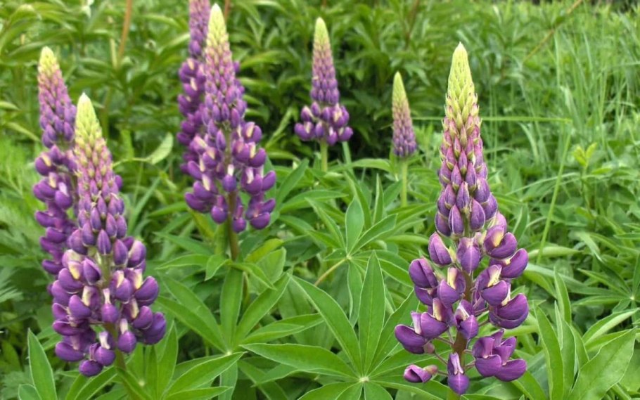 Люпин Гейзер