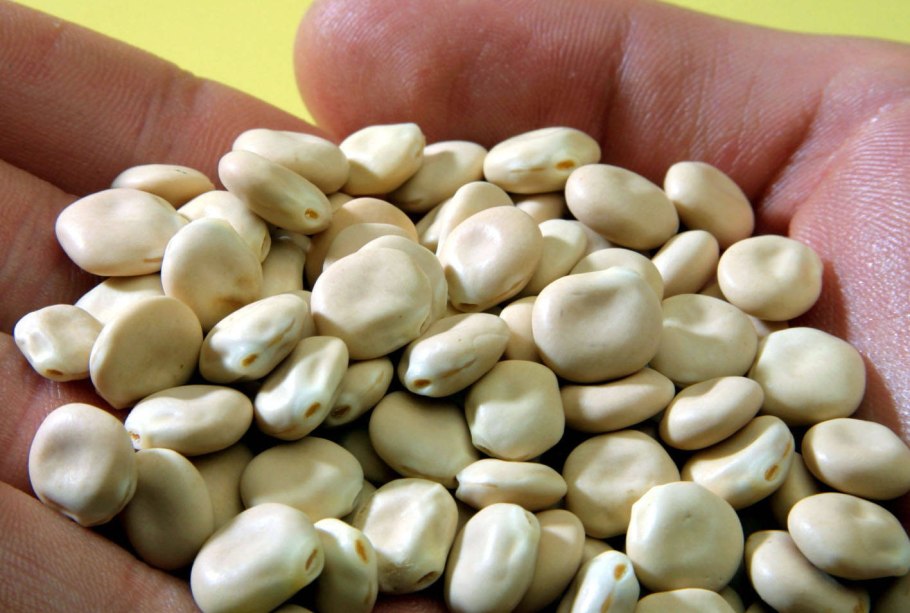 Люпин узколистный семена