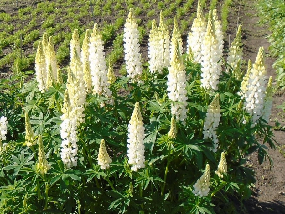 Люпин многолетний Аристократ