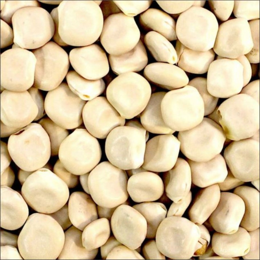 Люпин белый сорт Дега